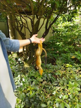 石垣やいま村に投稿された画像（2025/6/19）