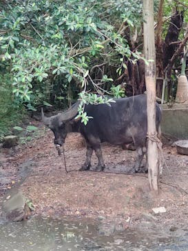 石垣やいま村に投稿された画像（2025/6/19）