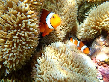 宮古島マリンショップSmileyに投稿された画像（2025/6/20）