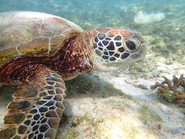 宮古島マリンショップSmileyに投稿された画像（2025/6/20）