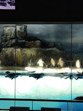 名古屋港水族館に投稿された画像（2025/6/20）