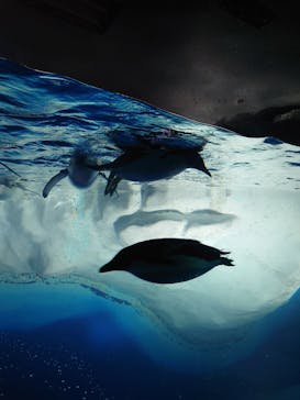 名古屋港水族館に投稿された画像（2025/6/20）