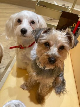 いぬカフェRio 浅草店に投稿された画像（2025/6/20）