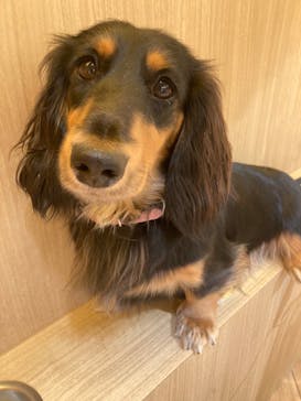 いぬカフェRio 浅草店に投稿された画像（2025/6/20）