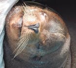 名古屋市東山動植物園に投稿された画像（2025/6/20）