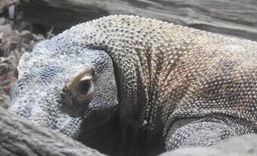 名古屋市東山動植物園に投稿された画像（2025/6/20）