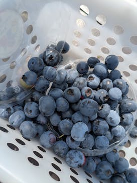 相模原ミヤコブルーベリー狩り園に投稿された画像（2025/6/20）