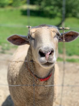 那須どうぶつ王国に投稿された画像（2025/6/20）