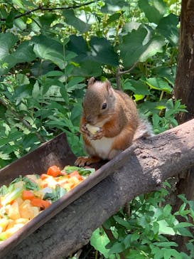 那須どうぶつ王国に投稿された画像（2025/6/20）