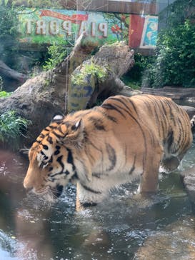 那須どうぶつ王国に投稿された画像（2025/6/20）