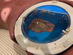 越前松島水族館に投稿された画像（2025/6/20）