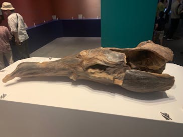 正倉院 THE SHOW －感じる。いま、ここにある奇跡－に投稿された画像（2025/6/20）