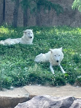 那須どうぶつ王国に投稿された画像（2025/6/20）