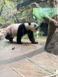 恩賜上野動物園に投稿された画像（2025/6/21）