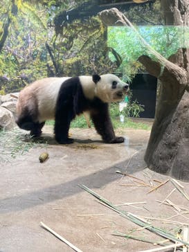 恩賜上野動物園に投稿された画像（2025/6/20）