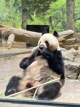 恩賜上野動物園に投稿された画像（2025/6/20）