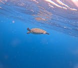 マリンショップ石垣島笑顔向上請負所に投稿された画像（2025/6/21）