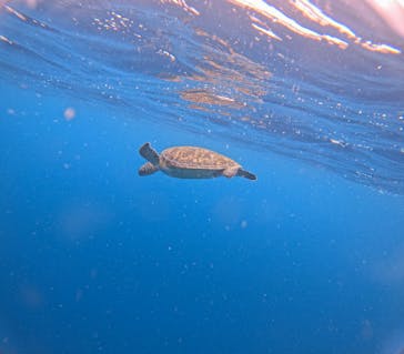 マリンショップ石垣島笑顔向上請負所に投稿された画像（2025/6/21）