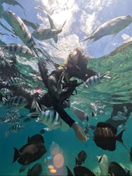 DIVING-SHOP SUNSに投稿された画像（2025/6/21）