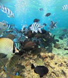 沖縄マリンサービス碧に投稿された画像（2025/6/21）