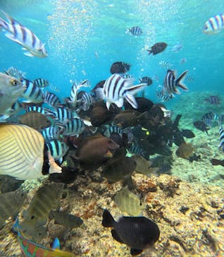 沖縄マリンサービス碧に投稿された画像（2025/6/21）