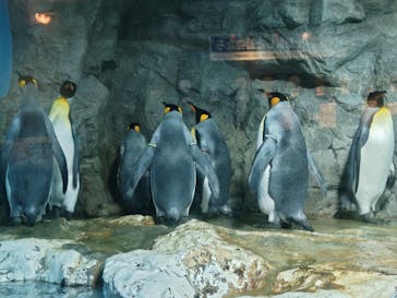 鴨川シーワールドに投稿された画像（2025/6/21）