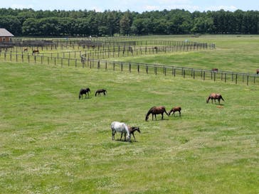 ノーザンホースパークに投稿された画像（2025/6/21）