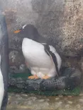 仙台うみの杜水族館に投稿された画像（2025/6/21）