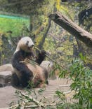 恩賜上野動物園に投稿された画像（2025/6/21）