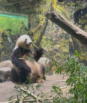 恩賜上野動物園に投稿された画像（2025/6/21）