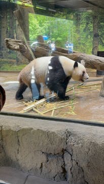 恩賜上野動物園に投稿された画像（2025/6/21）