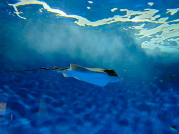 仙台うみの杜水族館に投稿された画像（2025/6/21）