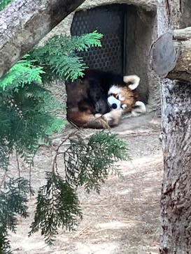 那須どうぶつ王国に投稿された画像（2025/6/21）