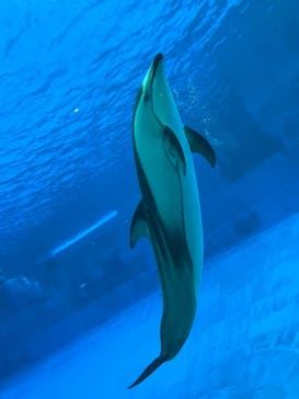 名古屋港水族館に投稿された画像（2025/6/21）