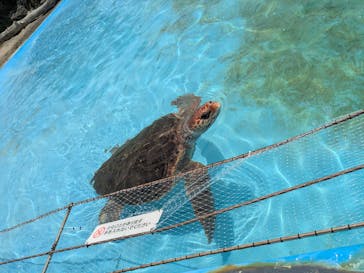 鴨川シーワールドに投稿された画像（2025/6/21）