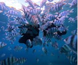 武藤潜水に投稿された画像（2025/6/21）