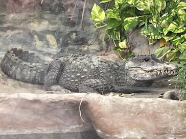 恩賜上野動物園に投稿された画像（2025/6/21）