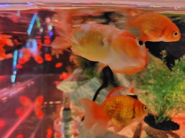 NARA KINGYO MUSEUMに投稿された画像（2025/6/21）