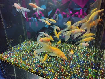 NARA KINGYO MUSEUMに投稿された画像（2025/6/21）