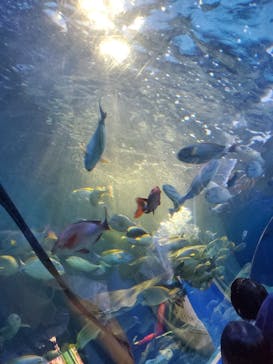しながわ水族館に投稿された画像（2025/6/21）