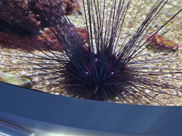 AQUARIUM × ART　atoa×神戸ポートタワーに投稿された画像（2025/6/21）