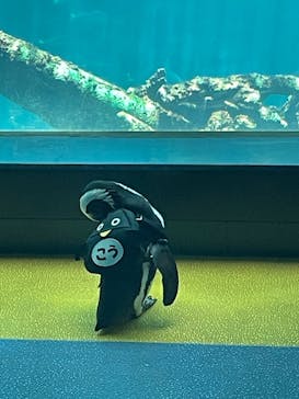 箱根園水族館に投稿された画像（2025/6/21）