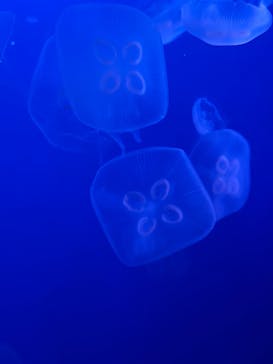 新江ノ島水族館に投稿された画像（2025/6/21）