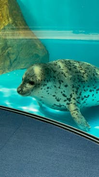 しながわ水族館に投稿された画像（2025/6/21）