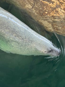 しながわ水族館に投稿された画像（2025/6/21）
