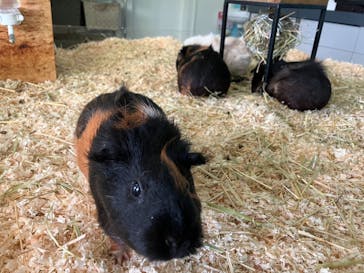 Moff animal cafe iias つくば店に投稿された画像（2025/6/21）