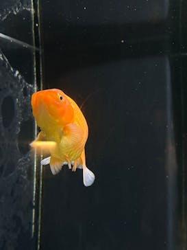 水中楽園アクアリウムに投稿された画像（2025/6/21）