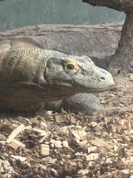 名古屋市東山動植物園に投稿された画像（2025/6/21）