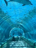 太地町立くじらの博物館に投稿された画像（2025/6/21）