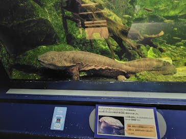 滋賀県立琵琶湖博物館に投稿された画像（2025/6/21）